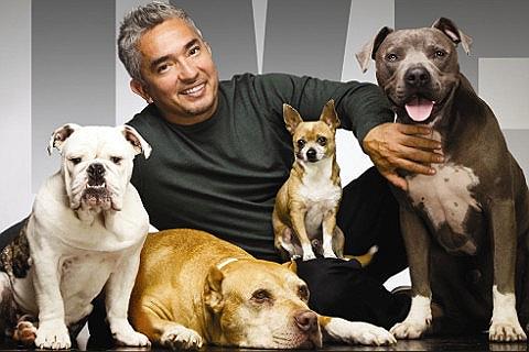 Cesar Millan Tour 2020 Cesar Millan The Dog Whisperer Tickets | Cesar Millan Tickets Cesar Millan Tour 2020 Cesar Millan The Dog Whisperer Tickets | Cesar Millan Tickets
