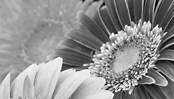 Das Gartenfest Hanau