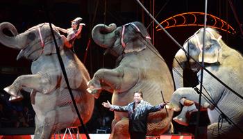 Royal Hanneford Circus