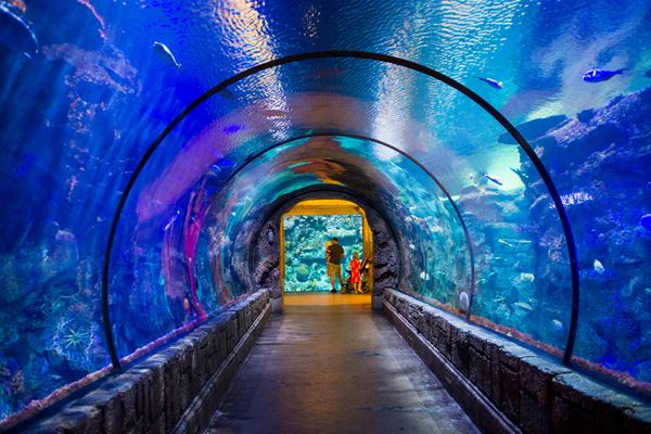 Shark Reef at Mandalay Bay Shark Reef Aquarium at Mandalay Bay Las ...