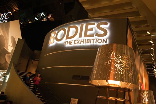 Bodies, the Exhibition Bodies: The Exhibition at Luxor Las Vegas Las ...